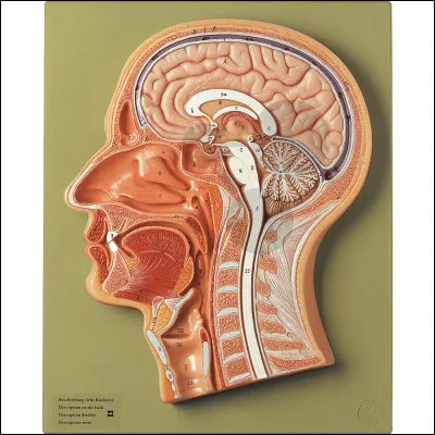 Qui a inventé les antibiotiques ?