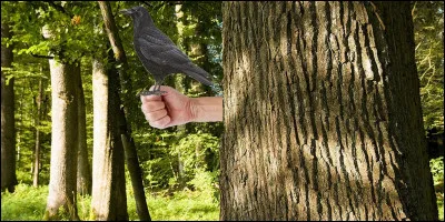 Qui se cache derrière cet arbre ?