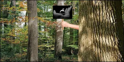 Qui se cache derrière cet arbre ?