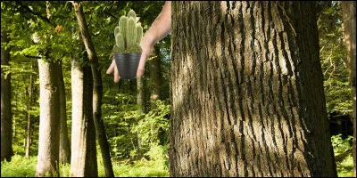 Qui se cache derrière cet arbre ?