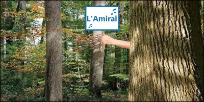 Qui se cache derrière cet arbre ?