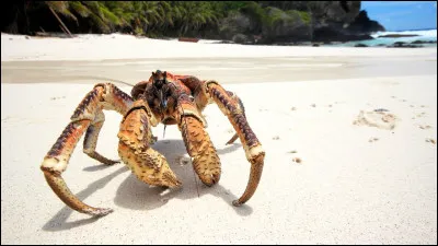 Quel est cet animal ?