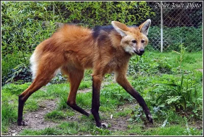 Quel est cet animal ?