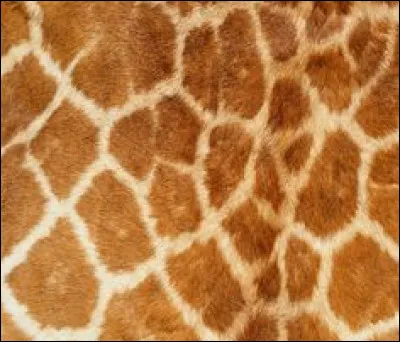À quel animal appartient ce pelage ?