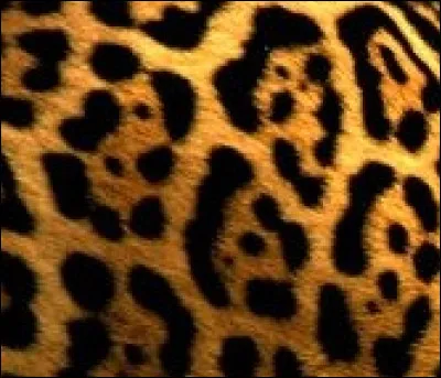 À quel animal appartient ce pelage ?