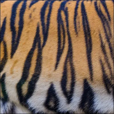 À quel animal appartient ce pelage ?