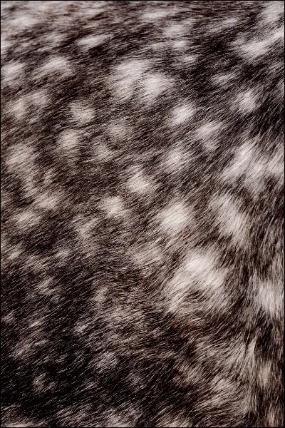 À quel animal appartient ce pelage ?