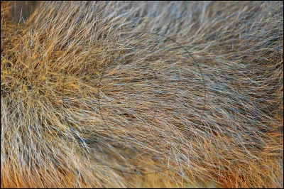 À quel animal appartient ce pelage ?