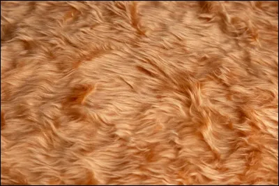 À quel animal appartient ce pelage ?
