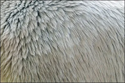 À quel animal appartient ce pelage ?