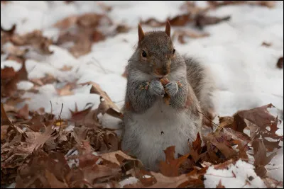 Qui a écrit le roman "Les Écureuils de Central Park sont tristes le lundi" ?
