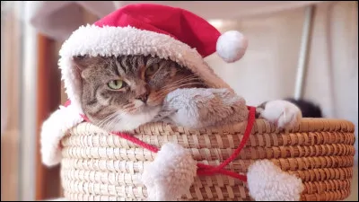 Veux-tu que l'animal soit loin ou près ?