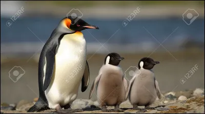 Préfères-tu qu'il y ait un paysage ou qu'il n'y ait qu'un fond ?