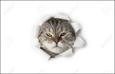 Tu préfères que l'animal soit :