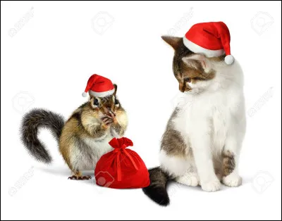 Veux-tu que ton animal soit habillé ?