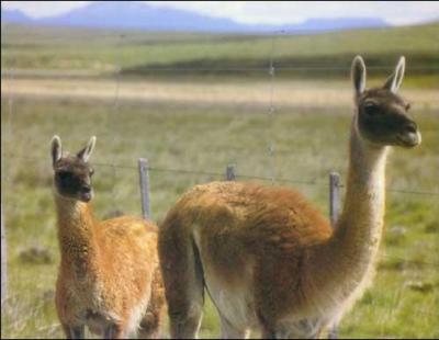 A quelle famille appartiennent le lama, l'alpaga, le guanaco et la vigogne ?
