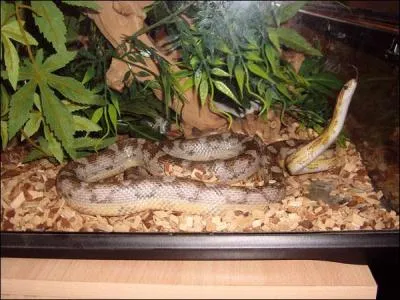 En captivit, o vivent les serpents ?