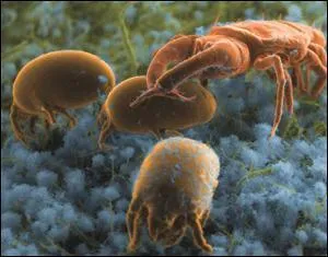 Combien d'acariens vivent dans un mtre carr de bonne terre ?