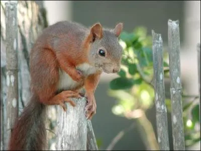 Comment peut-on appeler le nid de l'cureuil ?