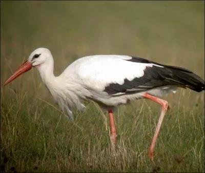 Les cigognes chantent-elles ?