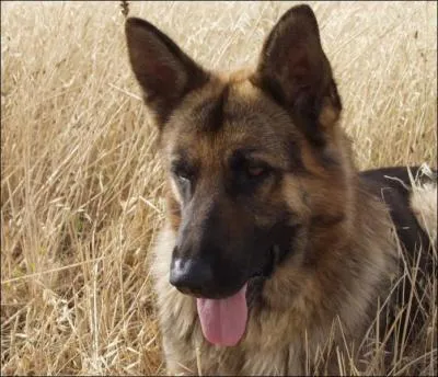 Le chien descend-il du loup ou du chacal ?