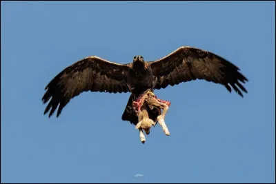 Un prédateur veut te manger, qu'est-ce que tu fais ?