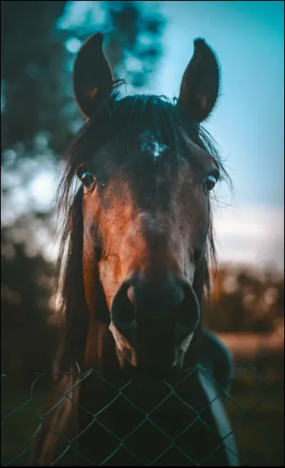 Comment veux-tu que ton cheval soit ?