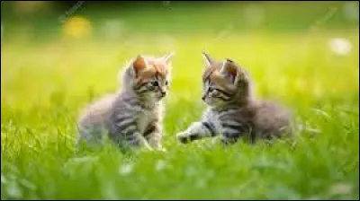 Tu sors pour la première fois de la pouponnière, que veux-tu faire en premier ?