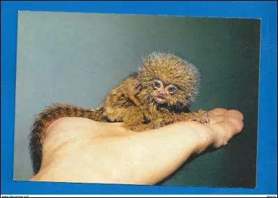 Comment le plus petit singe au monde s'appelle-t-il ?