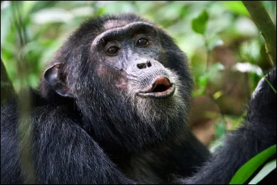 Quel est le singe le plus proche cousin de l'homme, avec 99 % de patrimoine génétique commun ?