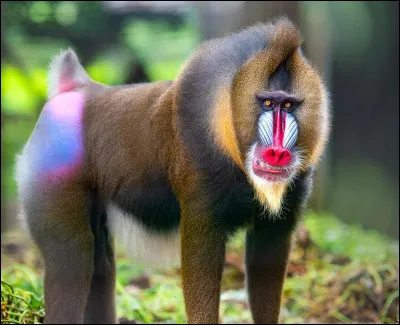 Quel singe arbore un masque coloré, bleu et rouge, caractéristique de son espèce ?
