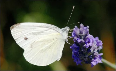 De quelle couleur est ce papillon ?