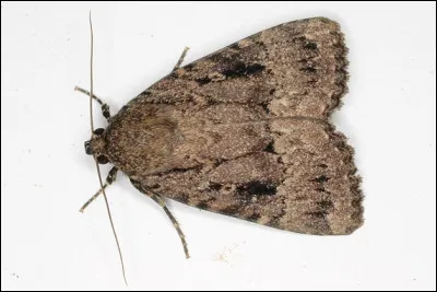 De quelle couleur est ce papillon ?