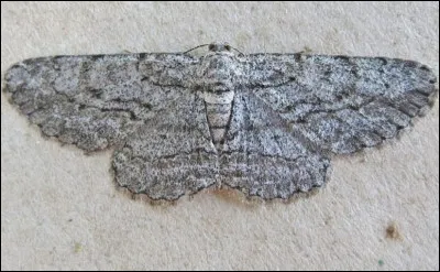 De quelle couleur est ce papillon ?