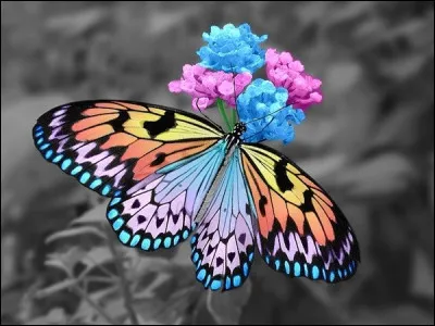De quelle couleur est ce papillon ?