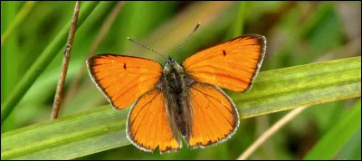 De quelle couleur est ce papillon ?