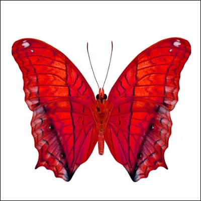 De quelle couleur est ce papillon ?