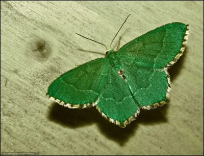 De quelle couleur est ce papillon ?