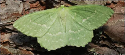 De quelle couleur est ce papillon ?