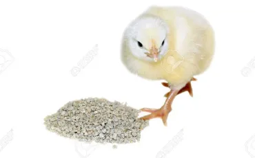 Quiz Animaux