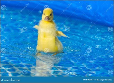 Quelle activité préfères-tu ?