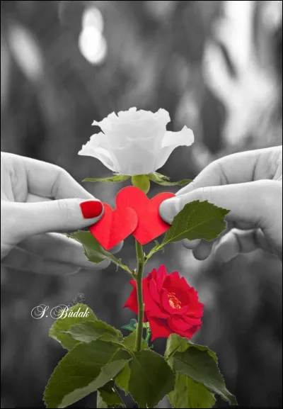 Qui a chanté "La Maladie d'amour" ?