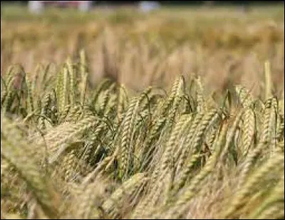 Quelle lettre faut-il ajouter à cette céréale pour obtenir une débauche ?