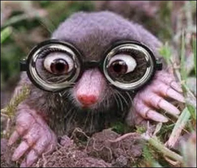 Comment dit-on ''taupe en espagnol'' ?