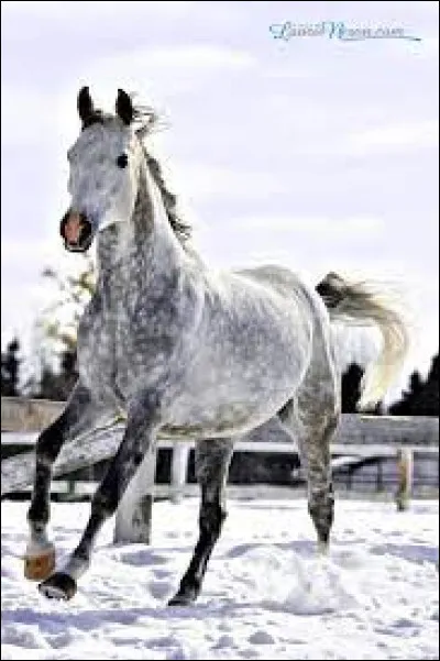 Quel trait de caractère aimes-tu chez un cheval ?