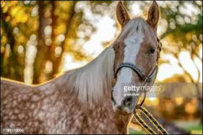 Et enfin, quelle est ta robe préférée ?