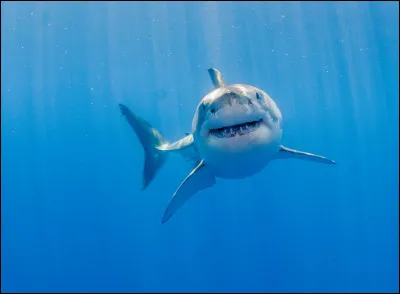 Un requin veut te manger.