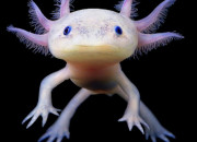 Test Quel axolotl es-tu ?