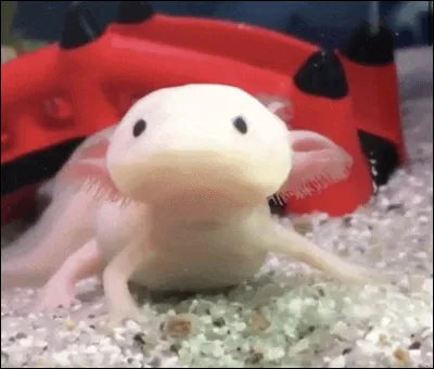 As-tu des animaux de compagnie ?