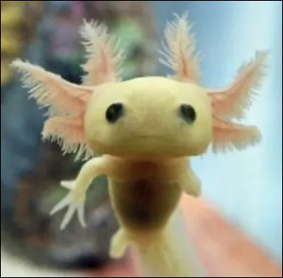 Connais-tu les axolotls ?